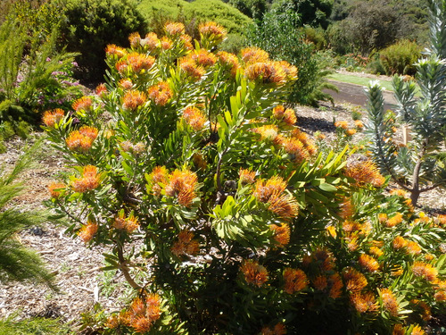 Kirstenbosch National Botanical Garden.